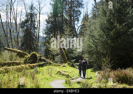 Olympic Nationalpark, Hoh Regenwald, Washington State, USA Stockfoto