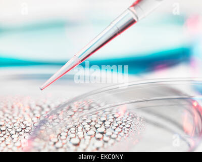 Stammzellforschung, Pipettieren Probe in Petrischale mit Stammzellen für die medizinische Forschung Stockfoto