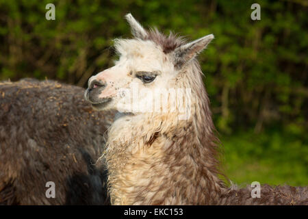 Süße Alpaka in südamerikanischen Kameliden Profil ähnelt kleinen Lama mit Mantel verwendet für Wolle und süßes Lächeln Stockfoto
