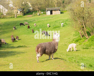 Alpaka-Herde im Feld ähnelt kleinen Lama mit Mantel verwendet für Wolle und süßes Lächeln Stockfoto