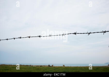 Stacheldrahtzaun mit Kühen im küstennahen Bereich Stockfoto