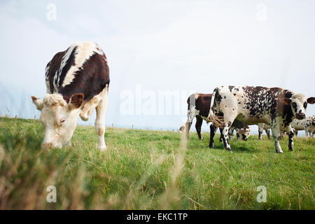 Gruppe von grasende Kühe auf Feld Stockfoto