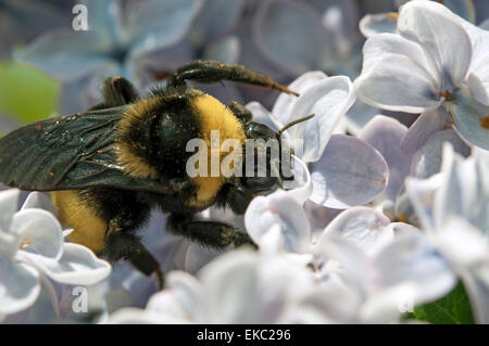 Hummel, lila Blüten bestäuben Stockfoto