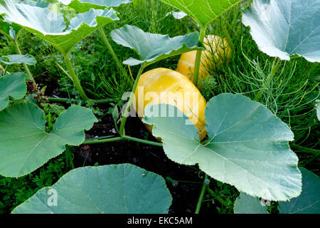 Rouge d'Estampe Kürbisse wachsen auf einer Zuteilung Stockfoto