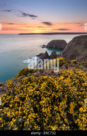 Blühender Ginster entlang der Küste von Pembrokeshire in der Nähe von Winkel. Blick über Ratte Insel & Burgen Bay in Richtung St Ann Kopf Stockfoto