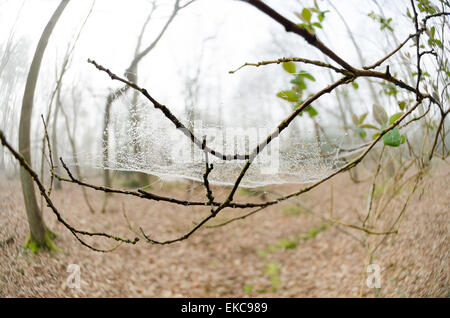 Tau auf Netz Spinnen Web versteckt Wald und Wald hinter in dünner Nebel gefangen Stockfoto