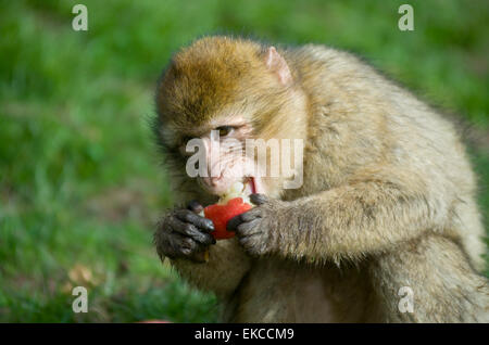 Eine junge Barbary Macaque Essen Apfel - am Affenwald, Trentham, Staffordshire. Stockfoto