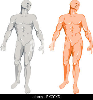 Anatomie des männlichen Menschen stehen Stockfoto