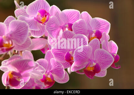 Rosa Orchidee blüht Doritaenopsis "Dorado" Orchidaceae Stockfoto