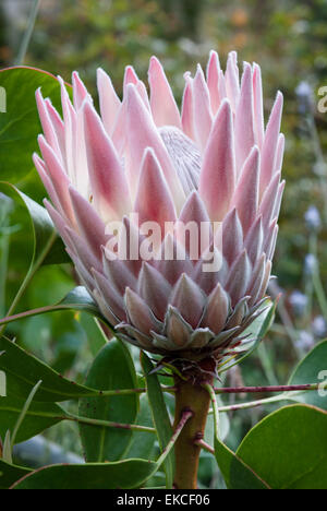 Der nationale botanische Garten von Wales, Llanarthney, Wales, UK. South African Protea Blüte im großen Gewächshaus Stockfoto