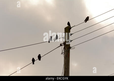 Drei Paare der Dohle Vögel hocken auf telegraph Drähte Stockfoto