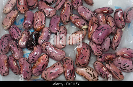 Scarlet runner bean Seeds chitting auf einem Tablett in Wasser nur über bereit zu säen. Stockfoto