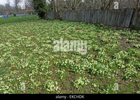 Wilde Primeln am Straßenrand an tidworth Wiltshire england Stockfoto