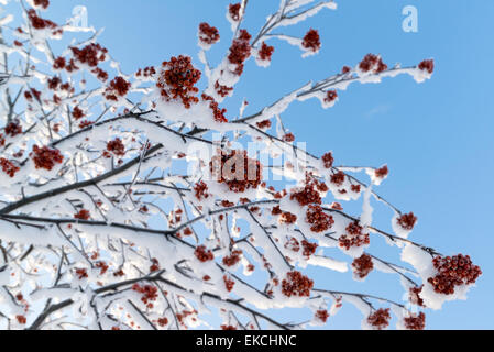 Schnee-gebundenen Rowan Zweige mit Trauben von roten Beeren Stockfoto
