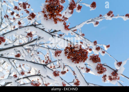 Schnee-gebundenen Rowan Zweige mit Trauben von roten Beeren Stockfoto