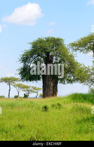 Affenbrotbäume Baobab und Acacia Tortilis in Tarangire National Park, Region Manyara, Tansania, Afrika. Stockfoto