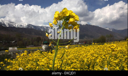 Srinagar, indische verabreicht Kaschmir. 9. April 2015. Ein Blick auf Senf Gebiet am Rande der Srinaga selbst als die Ernte ist bereit zu ernten, Landwirte erwarten helle sonnige Tage vor Beginn der Processonr. Senf ist der wichtigsten Winter-Ernte in der Kaschmir-Valle Credit: Sofi Suhail/Alamy Live News Stockfoto