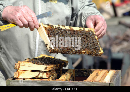 London, UK. 9. April 2015. Warmes Wetter Anfang April erwacht die Bienen für den Sommer. Bildnachweis: JOHNNY ARMSTEAD/Alamy Live-Nachrichten Stockfoto