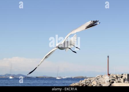 Fliegende Möwen auf Formentera Hafen Sommer Stockfoto