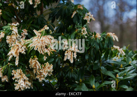 Pieris Japonica 'Forest Flame' in Blüte Stockfoto