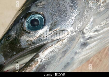 mediterrane Spearfish Billfish Kopf Tetrapturus belone Stockfoto