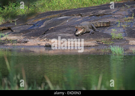Mugger-Krokodil (Crocodylus Palustris) Stockfoto