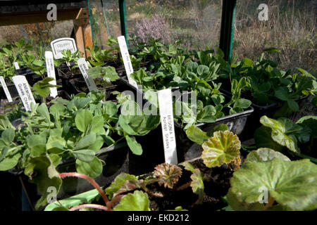Pflanzen mit bedruckten Etiketten in einem Gewächshaus Stockfoto