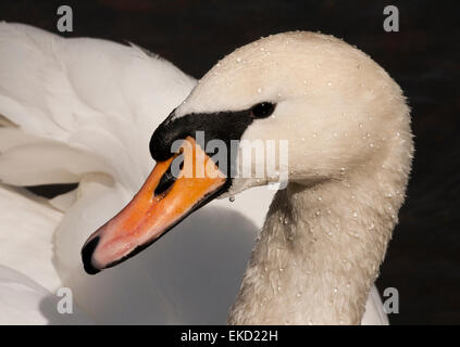 Nahaufnahme des Kopfes ein Stift (weiblich) Höckerschwan mit Wassertropfen drauf auf dem Fluss Bure in Aylsham, Norfolk, England. Stockfoto