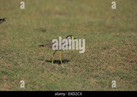 Gelb-Flecht-Kiebitz (Vanellus Malabaricus) Stockfoto