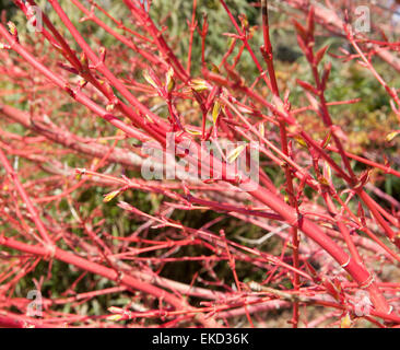 Japanischer Ahorn Acer Palmatum Sango Kaku Syn im Wintergarten im Pintum Park in Cornwall. Stockfoto