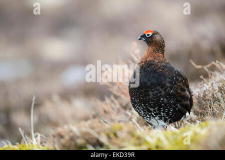 Eine männliche Moorschneehühner unter Heather auf Cairn Gorm, Schottland. Stockfoto