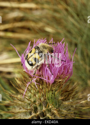 Biene-Käfer - Trichius fasciatus Stockfoto