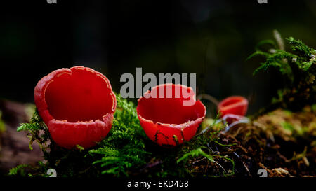 Sarcoscypha Coccinea, allgemein bekannt als der scharlachrote Elf Cup, scharlachrote Elf Kappe oder den scharlachroten Cup wächst auf verfallenden Stöcke und b Stockfoto