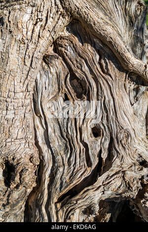 Knorrigen Baum Rinde Textur Stockfoto