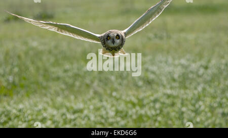 Sumpfohreule in der Nähe des Nestes auf der Wiese Stockfoto