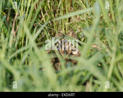 Sumpfohreule im Nest auf der Wiese Stockfoto