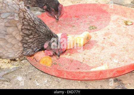 Freilandhaltung Bluebell Hühner Essen einige Karotten Stockfoto