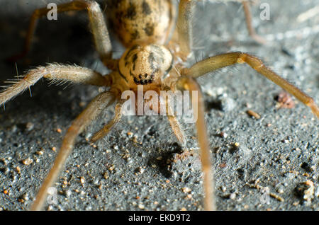 Vorderansicht Nahaufnahme einer Haus-Spinne (Tegenaria Domestica). Stockfoto