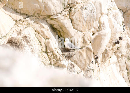 Verschachtelung Dreizehenmöwen auf den Kreidefelsen am Kopf Seaford, Ostsussex Stockfoto