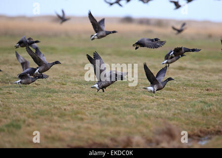 Dunkel-bellied Brent Goose (Branta Bernicla Bernicla) Stockfoto