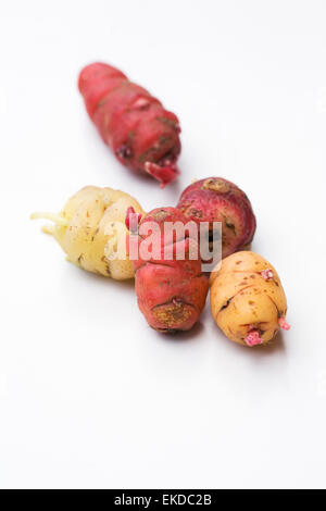 Oxalis Tuberosa. Eine gemischte Vielzahl von Neuseeland Yam Knollen bereit für die Bepflanzung. Stockfoto