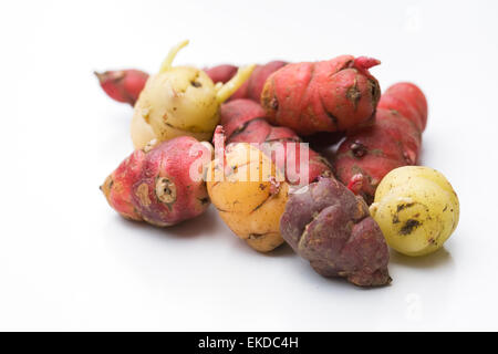 Oxalis Tuberosa. Eine gemischte Vielzahl von Neuseeland Yam Knollen bereit für die Bepflanzung. Stockfoto