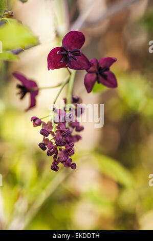 Akebia Quinata Schokolade Rebe. Stockfoto