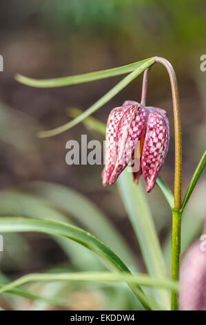 Fritillaria Meleagris, Schlangen Kopf Fritillary. Stockfoto