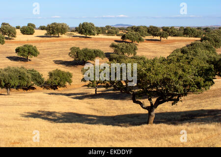 Korkeichen in der Alentejo-Region. Portugal. Stockfoto