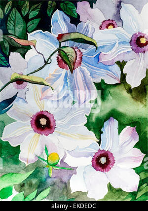 Aquarell Blumen - weiße Waldrebe Stockfoto
