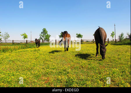 Drei Pferde auf einem gelben Blüten-Feld. Emilia Romagna, Italien. Stockfoto