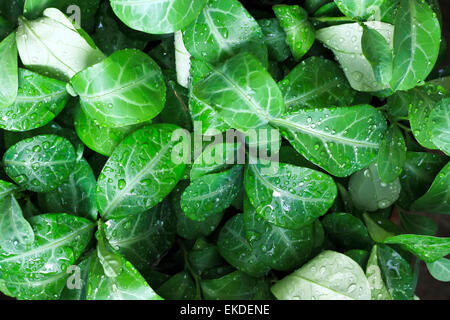 Nasses Laub Stockfoto