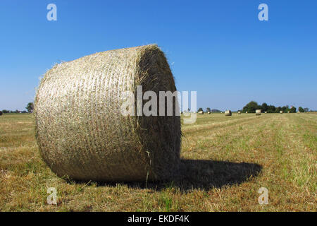 Rundballen Heu. Emilia Romagna, Italien. Stockfoto