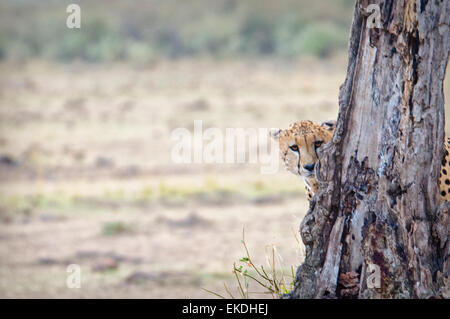 Junge Geparden, Acinonyx Jubatus, versteckt und spähen hinter einem Baum in der Masai Mara, Kenia, Ostafrika Stockfoto